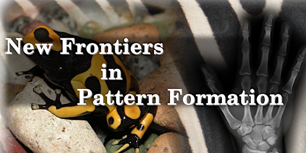 New Frontiers in Pattern Formation