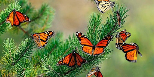 STEAM into Monarch Butterfly Conservation primary image