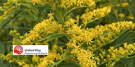 Community Plant Wander- Goldenrods, Asters and Herbs for Autumn