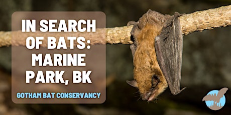 In Search of Bats: Marine Park, Brooklyn