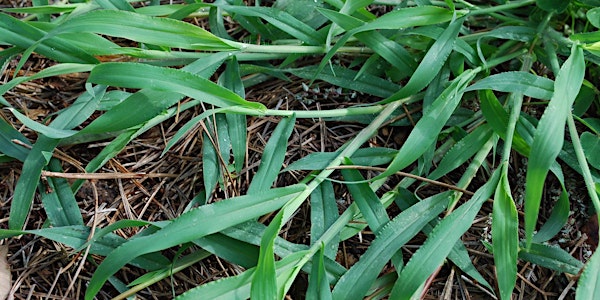 Weed Identification and Control Strategies