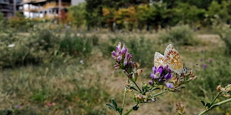 Butterfly Identification and Recording Workshop - Wanstead Park