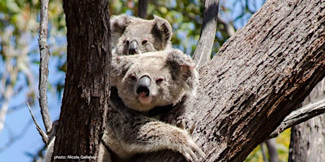 Koala Spotting in Kanangra primary image