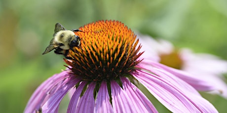How You Can Make a Difference for Pollinators