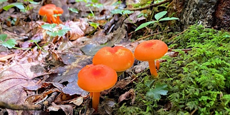 The Fungus Among Us: A Mushroom Discovery Walk