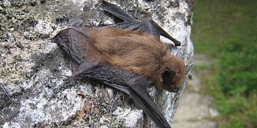 Imagen principal de 'Nature at Night' Bat and Owl Walk at Great Avon Wood