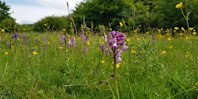 Imagem principal de NWT New Buckenham Common annual orchid count