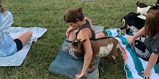 Imagem principal do evento Goat yoga of Southern IL @ Schlafly in Highland IL