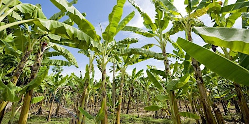 Net Zero plantation crops: achieving net zero for tropical commodity crops primary image