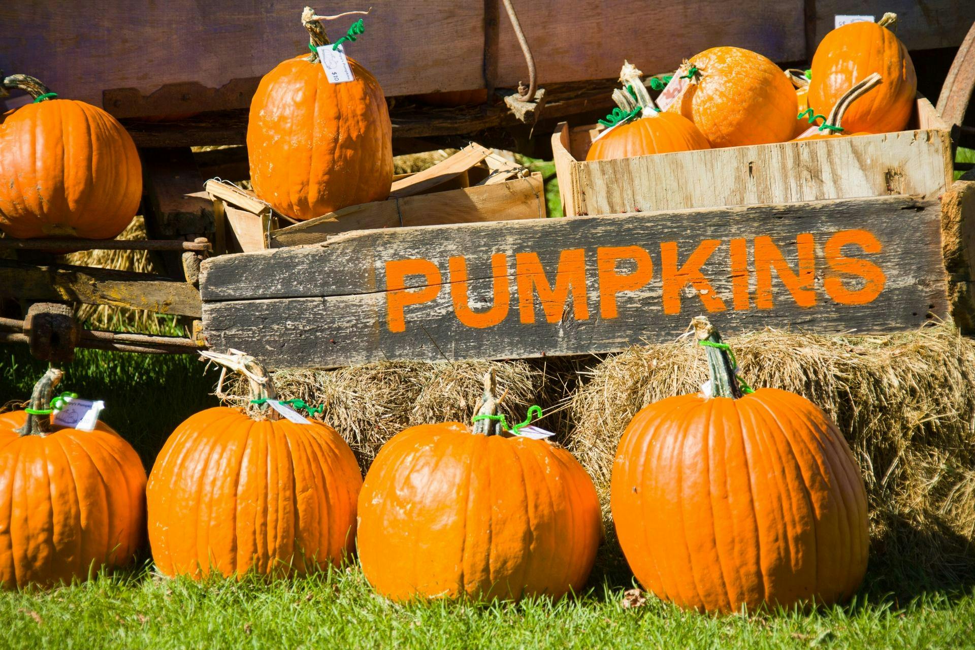 pick a pumpkin at celbridge manor hotel celbridge