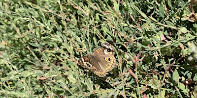 Annual Butterfly Count
