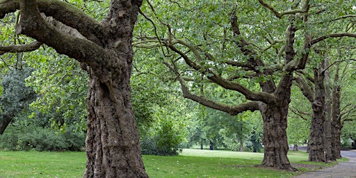 Primaire afbeelding van Marvel at the Trees of Finsbury Park with Paul Wood