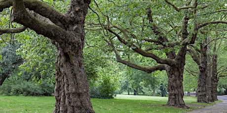 Marvel at the Trees of Finsbury Park with Paul Wood
