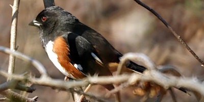 Image principale de Springtime Bird Walk