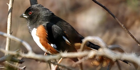 Springtime Bird Walk  primärbild