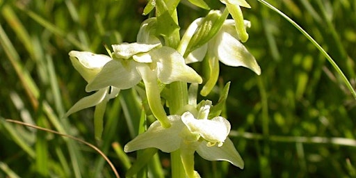 The Big Butterfly-orchid Count primary image