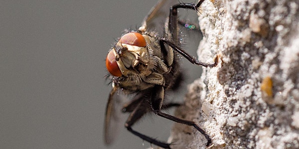 Genome Lates: The Secret Life of Flies