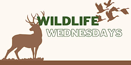 2023 Wildlife Wednesday Webinars primary image