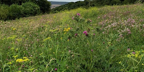 Chalk grassland plant identification day