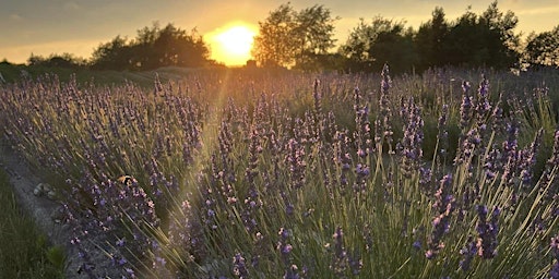 Lavender wreath making primary image