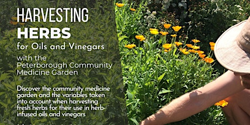 Harvesting Medicinal Herbs for Oils and Vinegars primary image