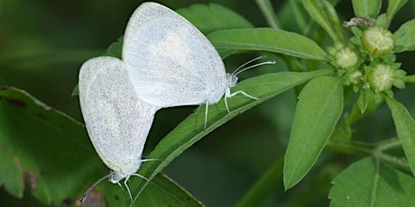 Beauty of Butterflies: Butterfly Identification Webinar