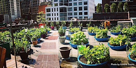 Big Innovations, Low Tech: Community Based Solutions in Urban Growing primary image