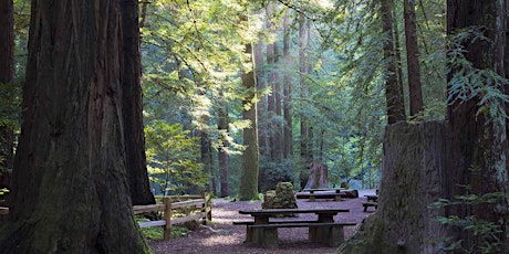 Wild Women Myth Amidst the Redwoods Overnight