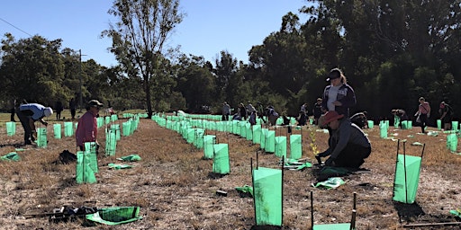 Imagem principal de Living Green - Community Planting Day Henley Reserve (Runnymede Bushland)