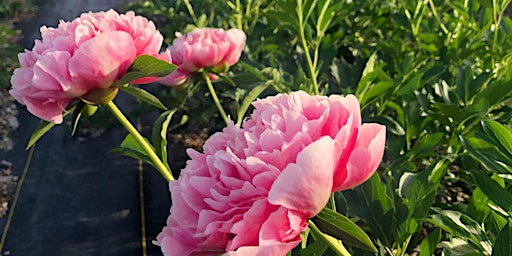 Imagem principal do evento Queen of Flowers: Arranging with Peonies and other June blooms