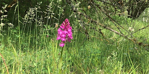 Visite Arboretum: Un nouvel habitat pour les orchidées [lu, fr, en]  primärbild