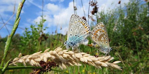 Excursie 'Samen vlinders speuren' in het Reestdal