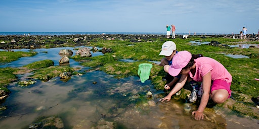 Family Rockpooling - July 2024 primary image
