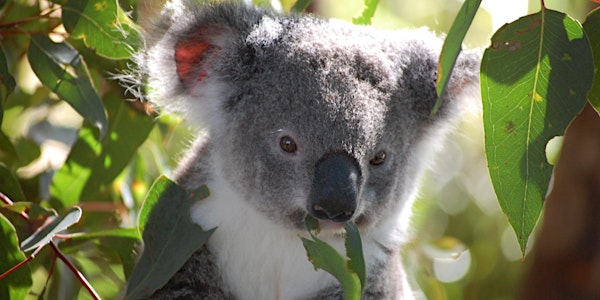 NSW Koala Campaign Launch