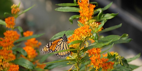 Hauptbild für Pollinator Friendly Gardening - Virtual Workshop