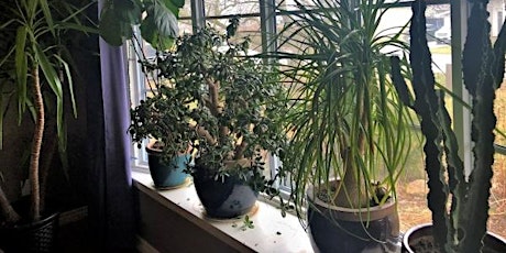 Indoor Plants - Virtual Workshop primary image