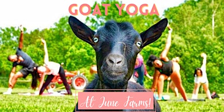 Sunday Morning Goat Yoga at June Farms!