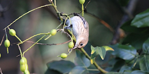 Image principale de Morning Bird Stroll