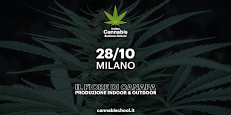 Immagine principale di ICBS Milano | Il fiore di canapa, produzione indoor & outdoor 