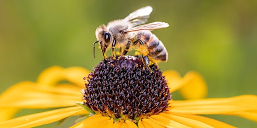 Beekeeping and Biodiversity primary image