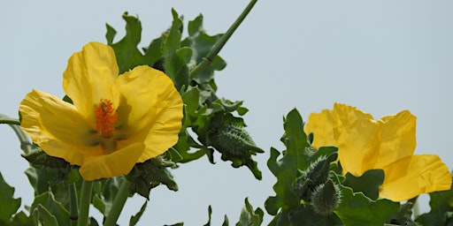 Imagem principal do evento Discover the wildflowers of Cley's shingle ridge (19 April)