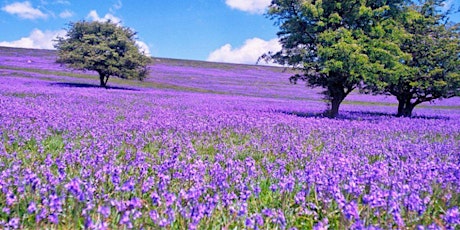 Zest Singles Haytor Bluebell Walk