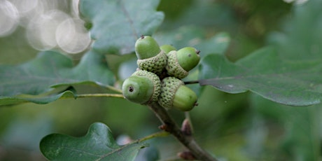 Visite guidée Arboretum: Glands, faînes et autres fruits [lu, fr, en]