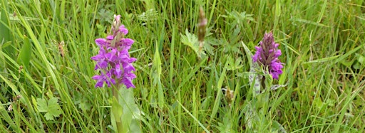 Afbeelding van collectie voor Trick or truth - Wild orchids in Luxembourg