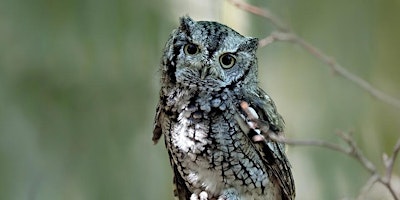 Image principale de Owl Prowl at Oakwoods Metropark