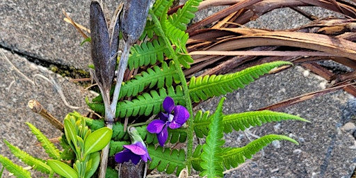 Imagem principal de Make Your Own Wreath Workshop: Ten Broeck Mansion Garden Program