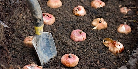 Workshop: Bulb and Garlic Planting, September 27th primary image