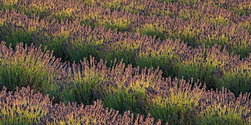SIPC Cambridge Lavender Farm Photography (SIPC Members only event) primary image