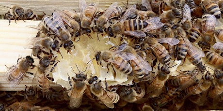 2018 Global Bees, Local Honey  primary image