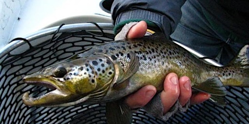 Imagem principal de The Chesuncook Lake Salmon Derby - 2025